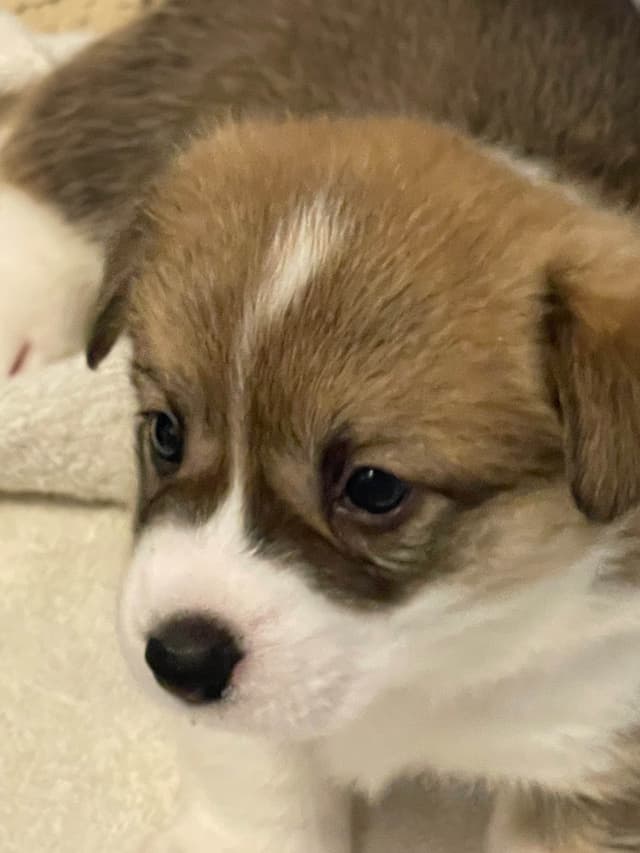 Corgi Puppies in Virginia media 10