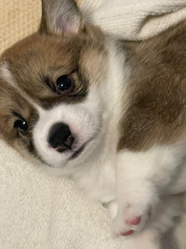 Corgi Puppies in Virginia media 11