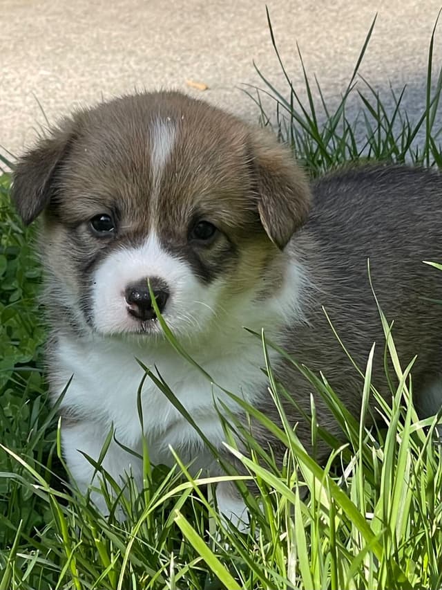 Corgi Puppies in Virginia media 12