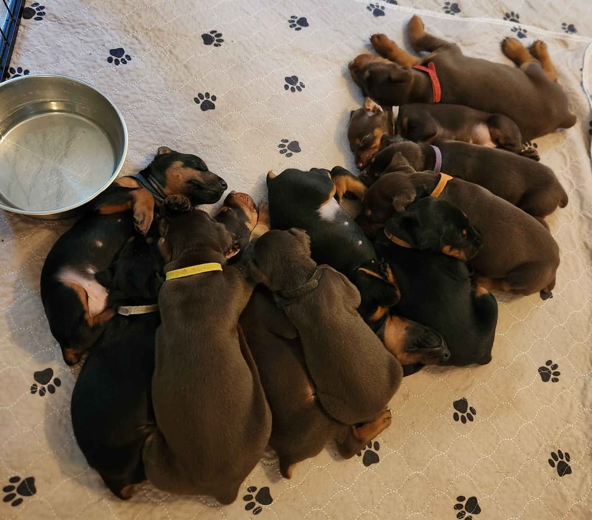 Doberman Pinscher Puppies-European breeder image 6