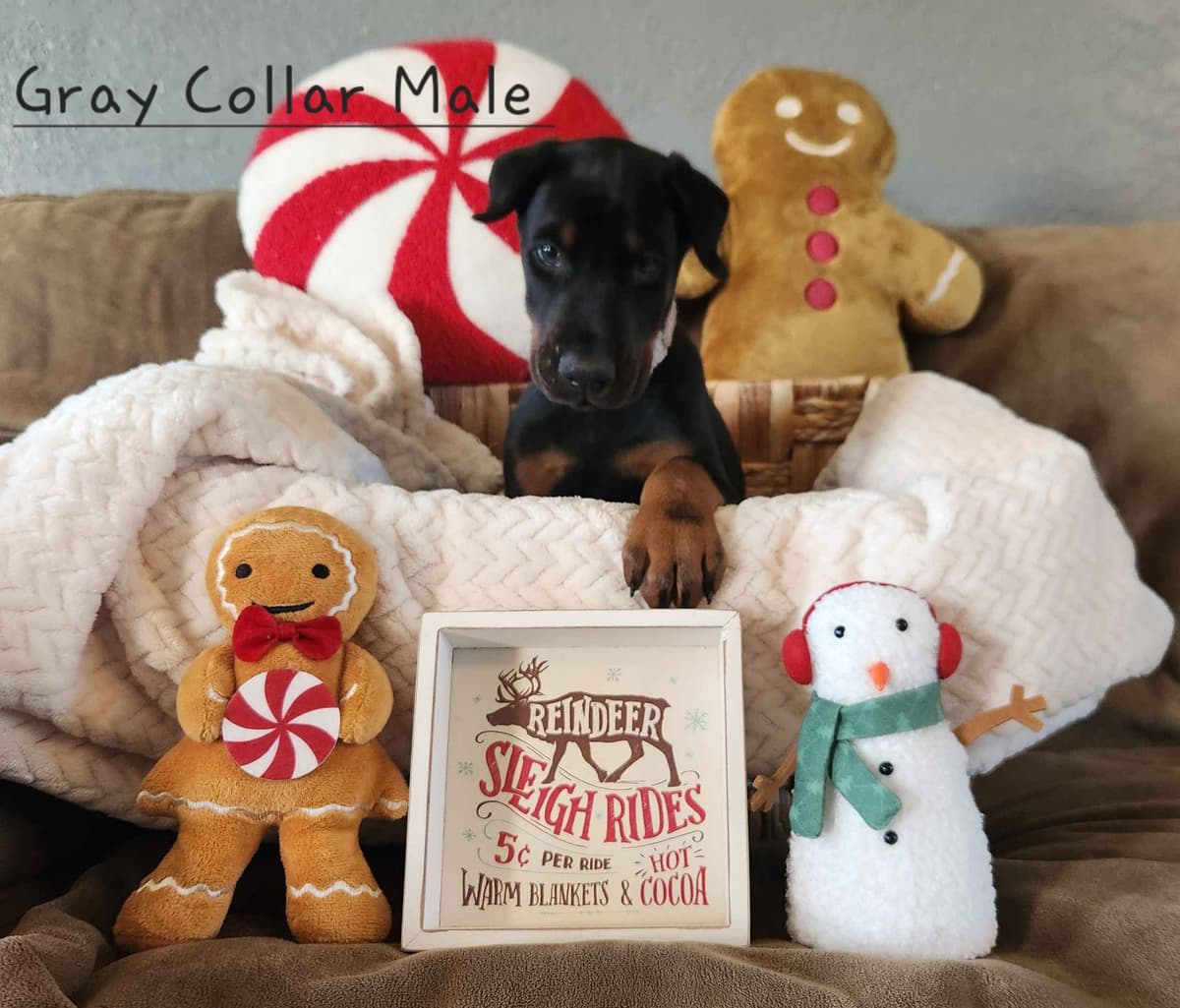 Doberman Pinscher Puppies-European breeder image 5