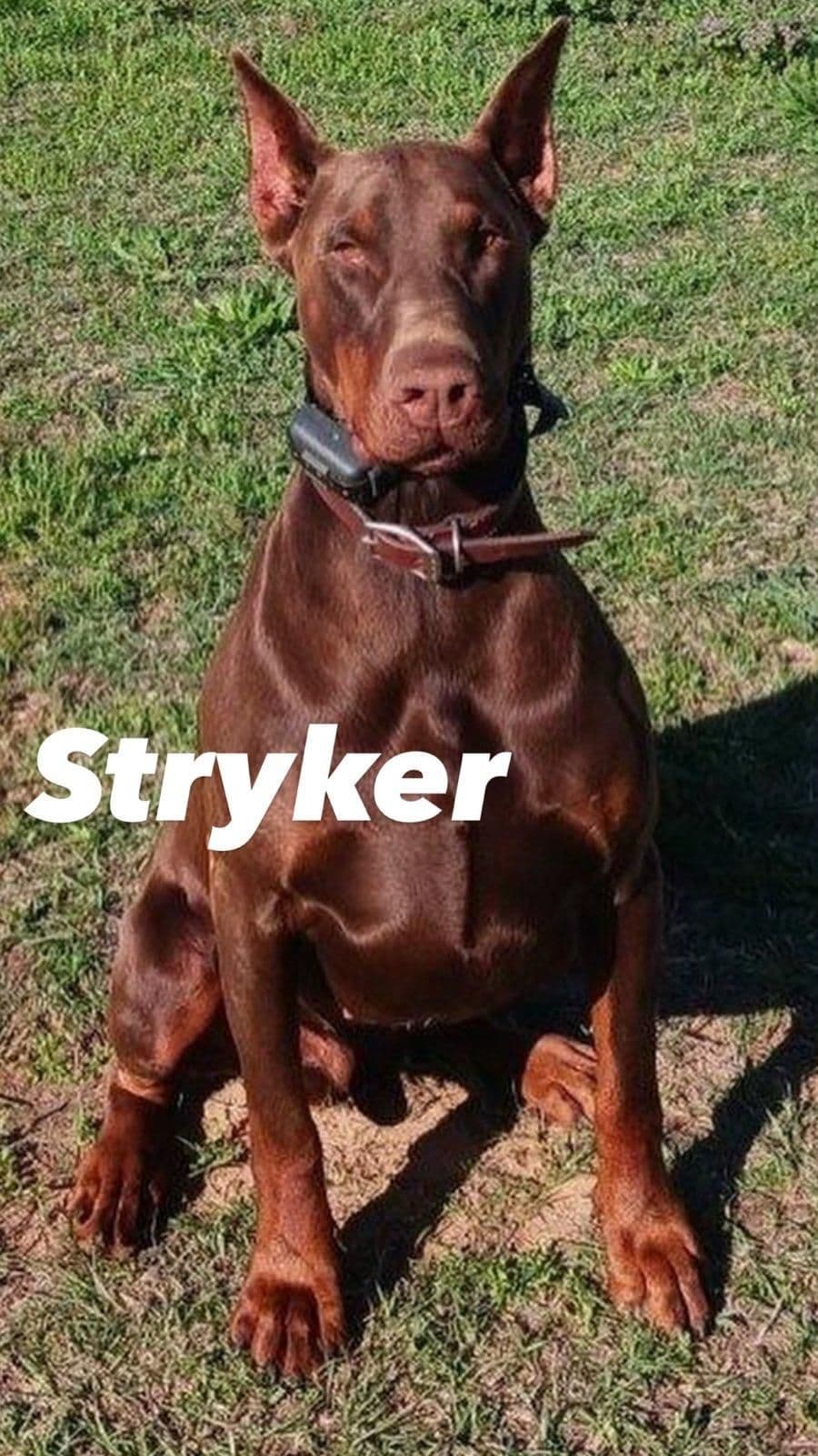 Doberman Pinscher Puppies-European breeder image 7