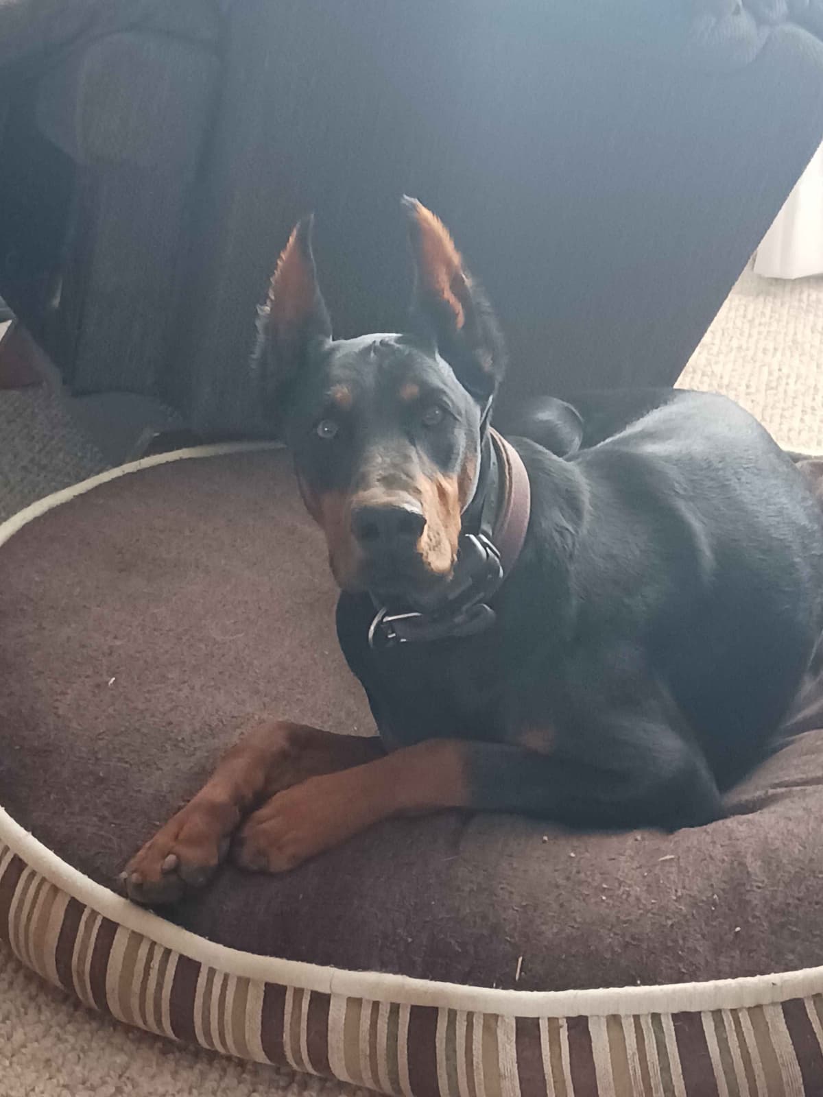 Doberman Pinscher Puppies-European breeder image 9