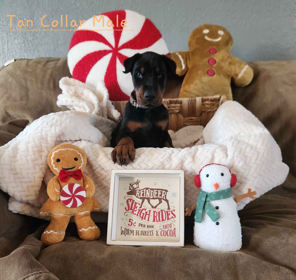 Doberman Pinscher Puppies-European breeder image 8