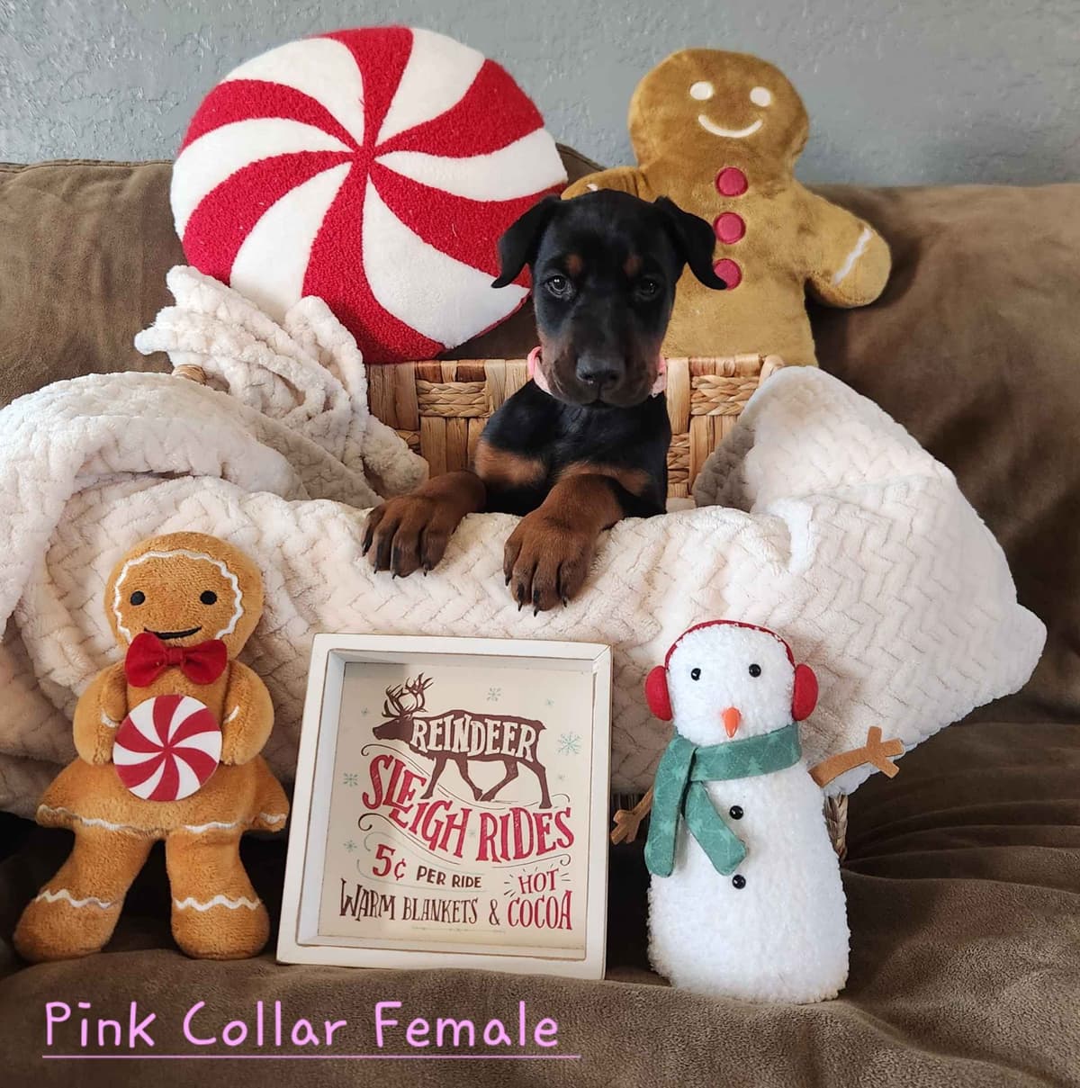 Doberman Pinscher Puppies-European breeder image 10