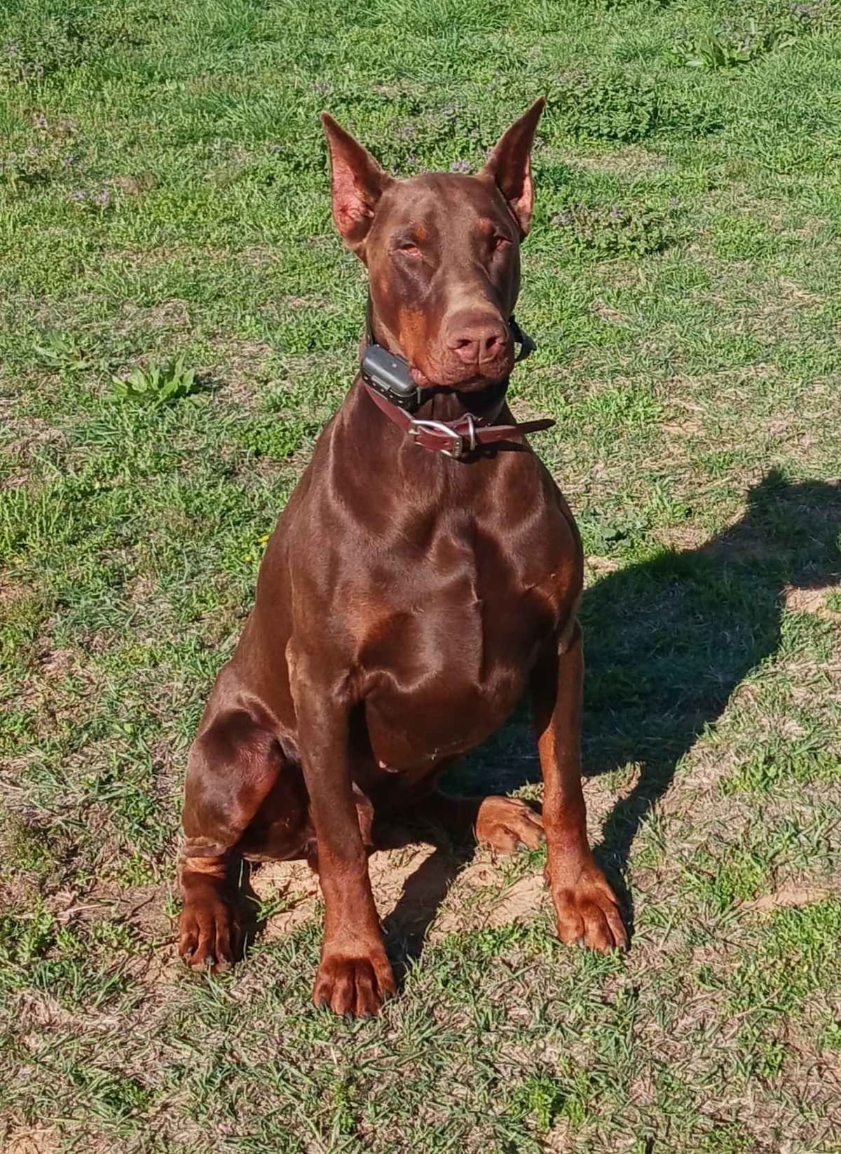 Doberman Pinscher Puppies-European breeder image 11