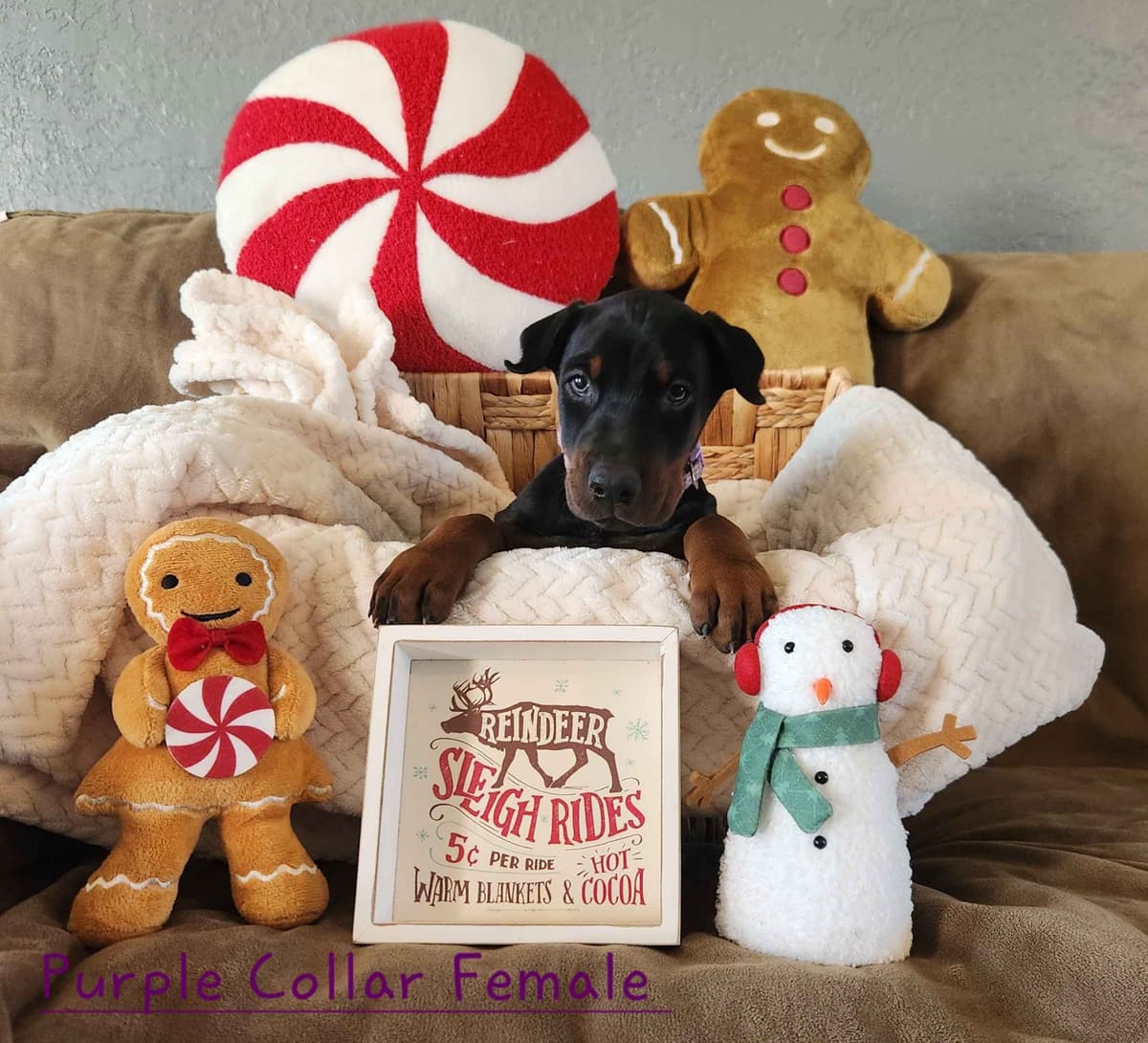 Doberman Pinscher Puppies-European breeder image 12
