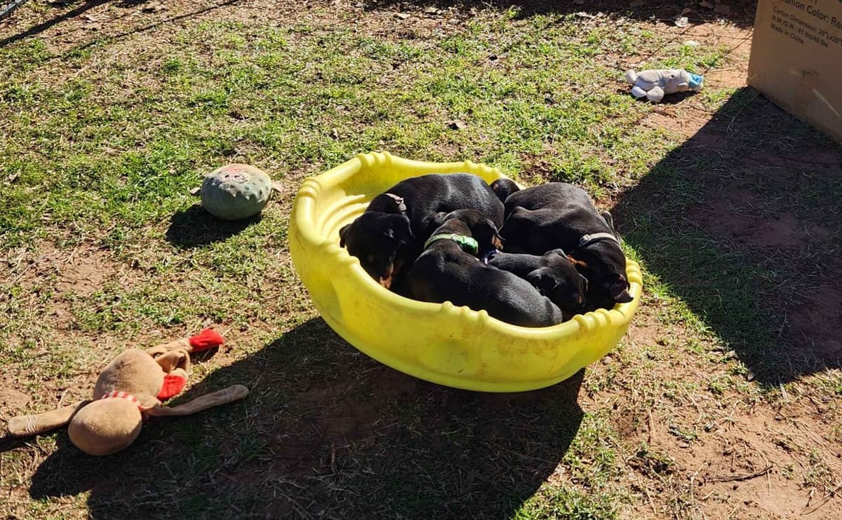 Doberman Pinscher Puppies-European breeder image 14
