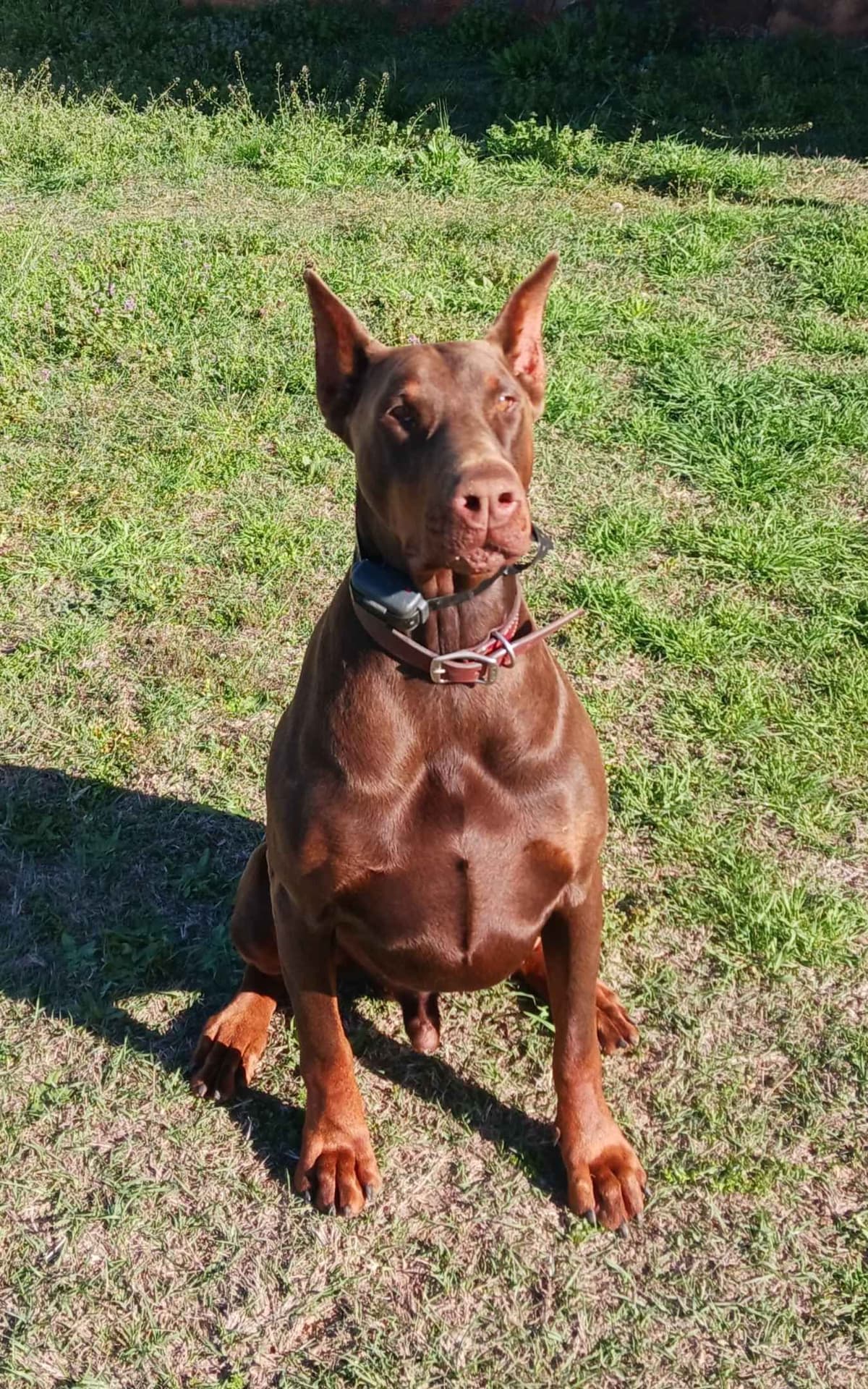 Doberman Pinscher Puppies-European breeder image 15