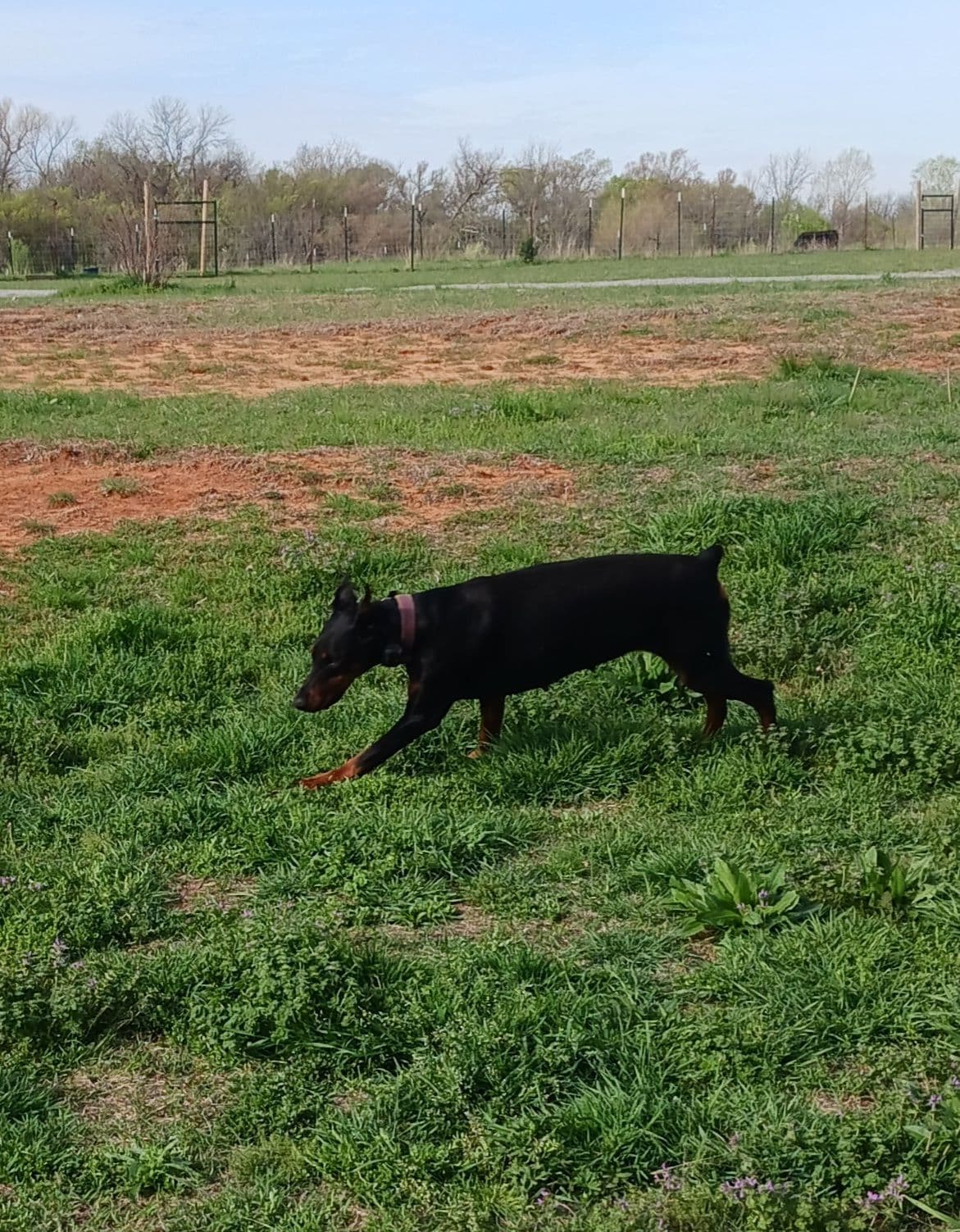 Doberman Pinscher Puppies-European breeder image 16