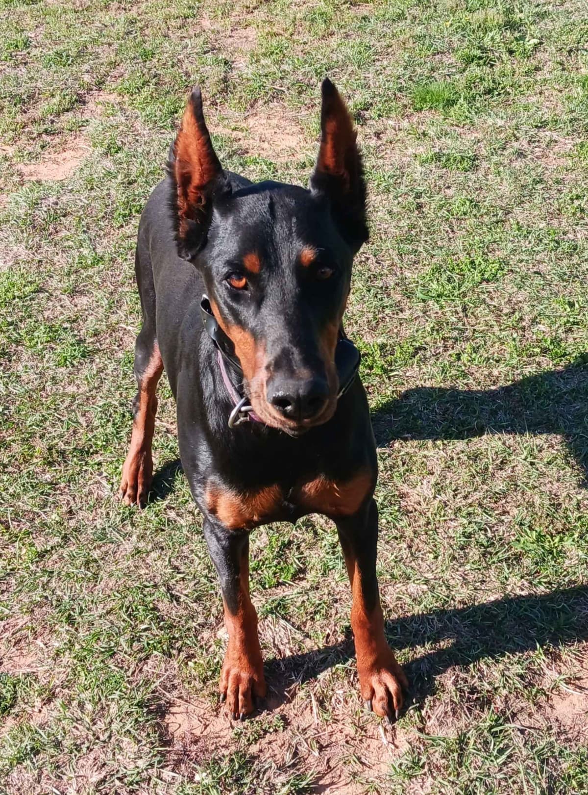 Doberman Pinscher Puppies-European breeder image 18