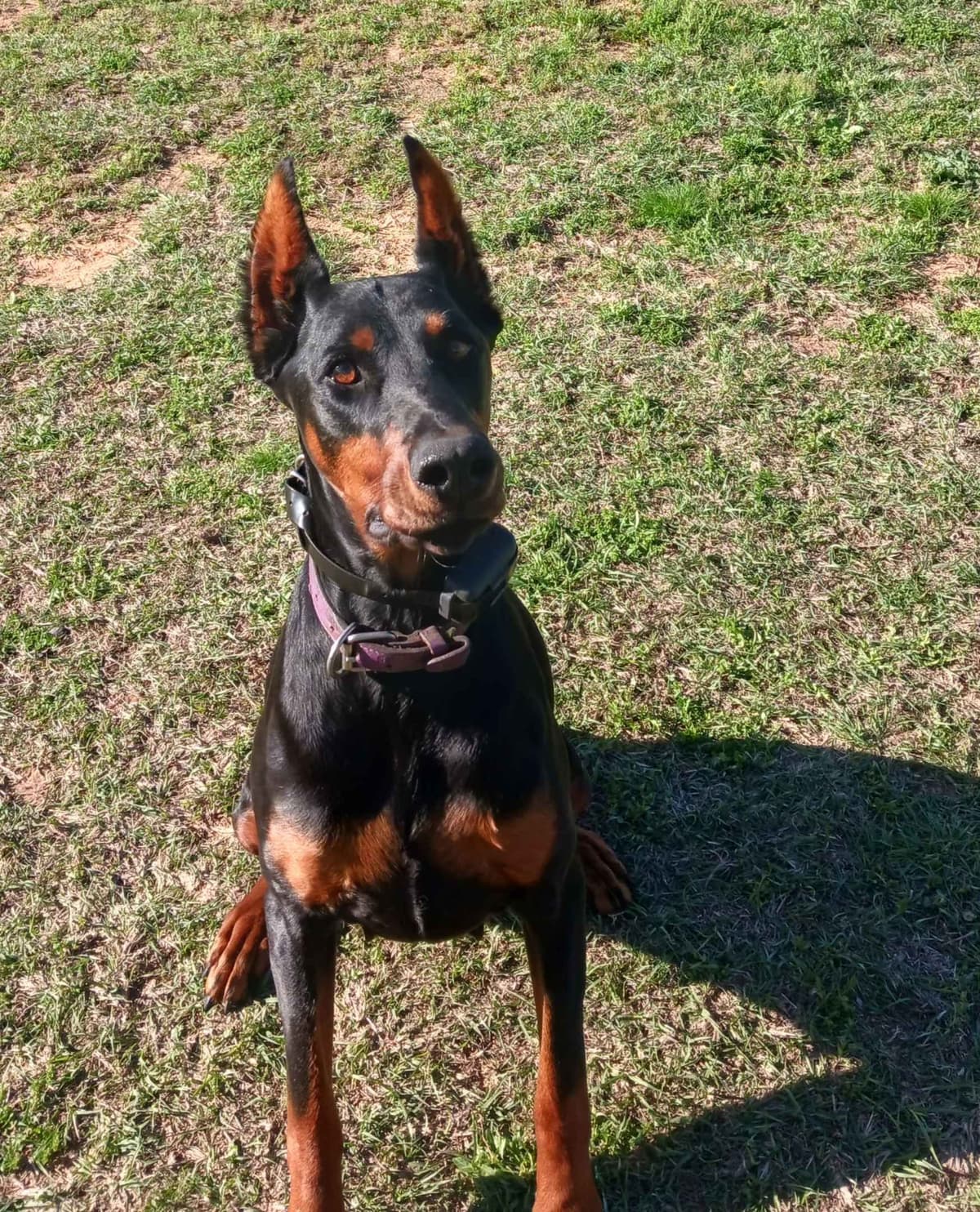 Doberman Pinscher Puppies-European breeder image 19