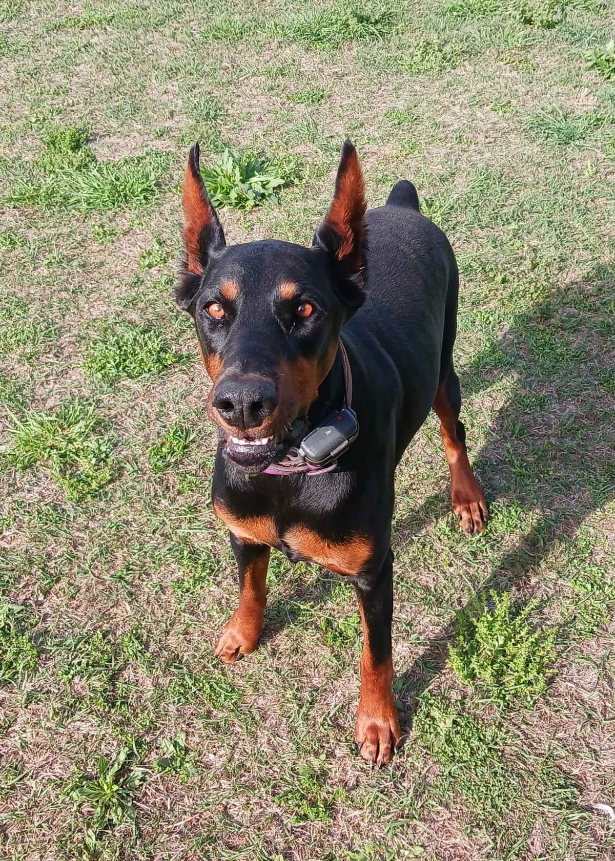 Doberman Pinscher Puppies-European breeder image 21