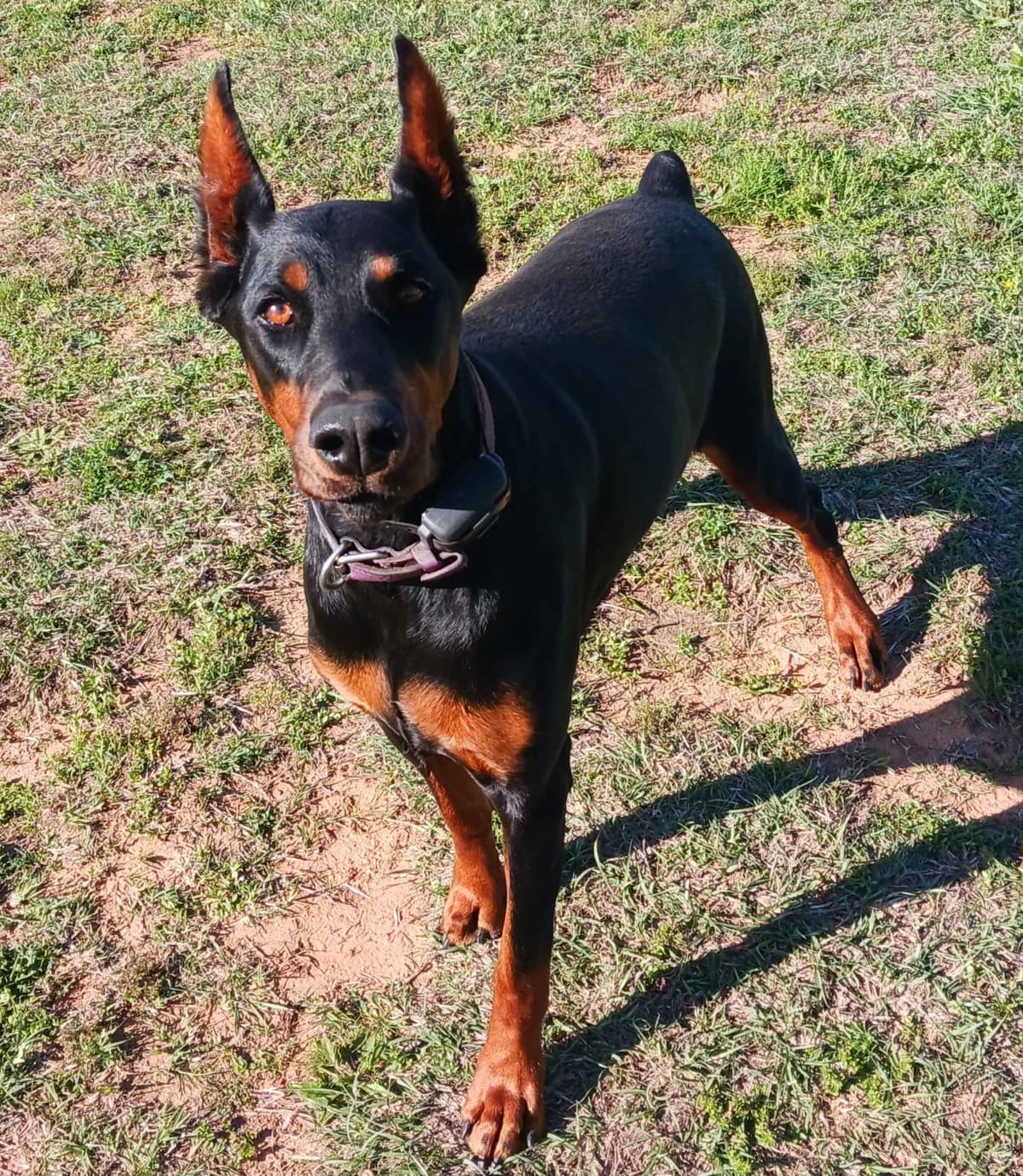 Doberman Pinscher Puppies-European breeder image 22