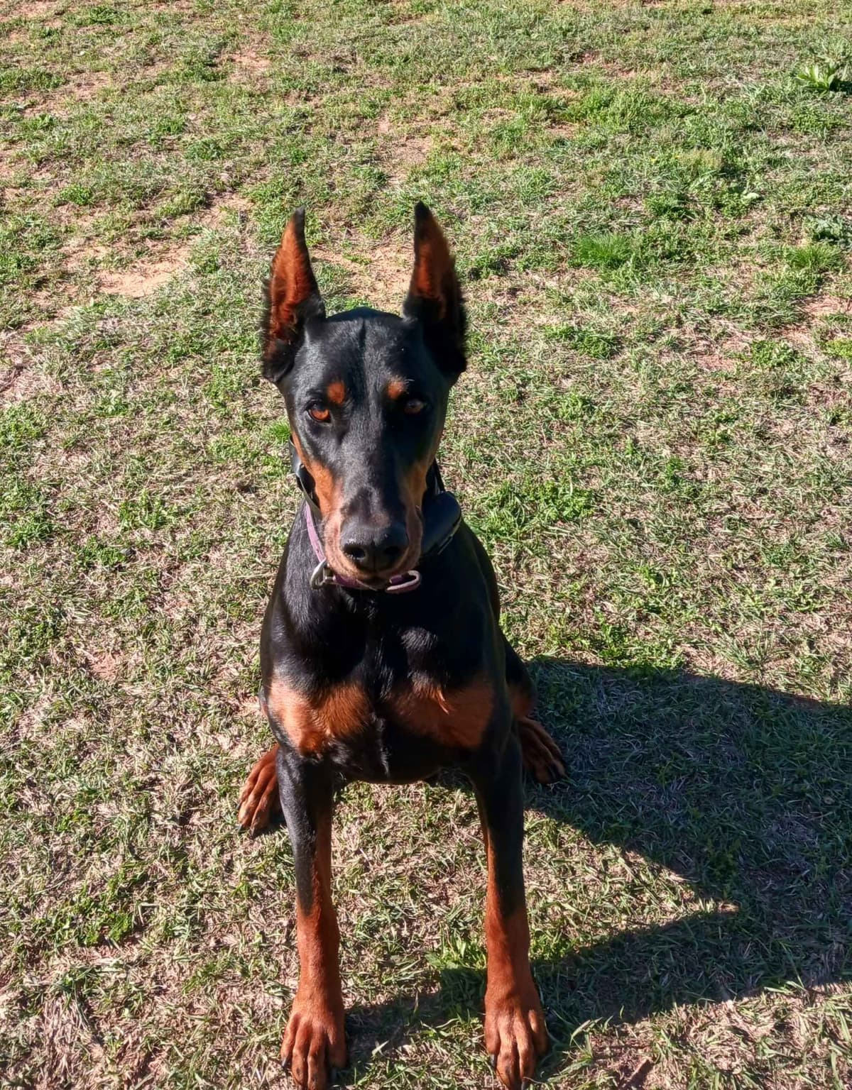 Doberman Pinscher Puppies-European breeder image 20