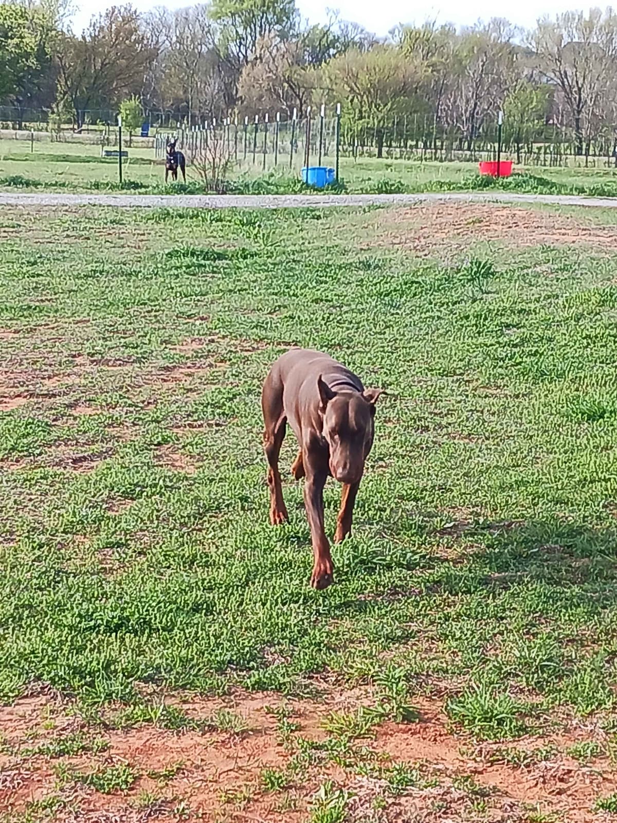 Doberman Pinscher Puppies-European breeder image 23