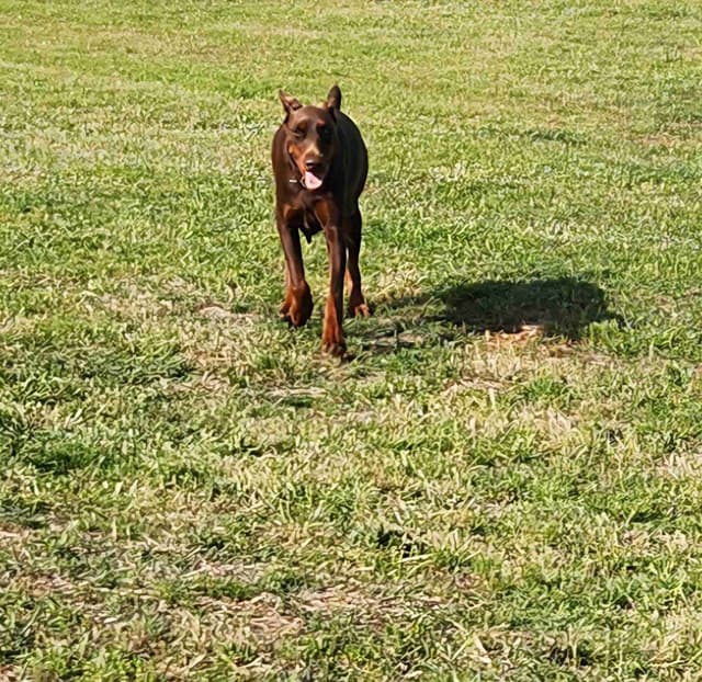 Doberman Pinscher Puppies-European media 2