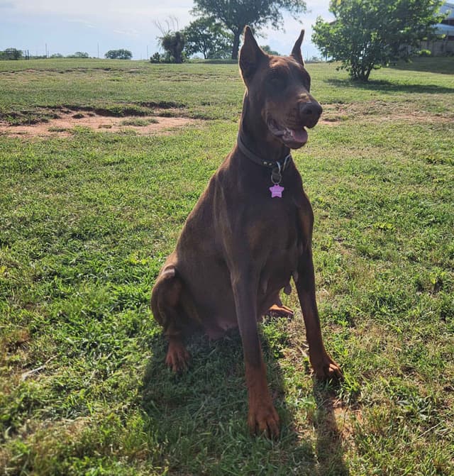Doberman Pinscher Puppies-European media 3