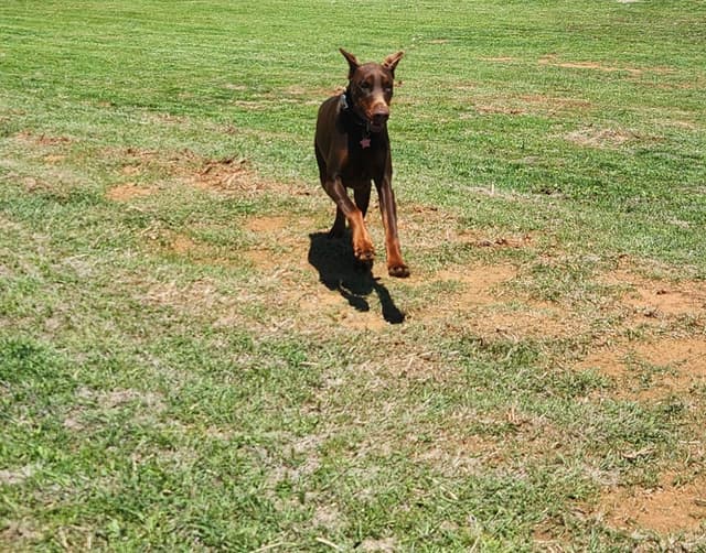 Doberman Pinscher Puppies-European media 4