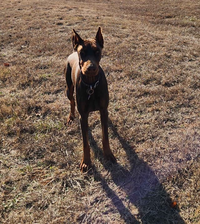 Doberman Pinscher Puppies-European media 5