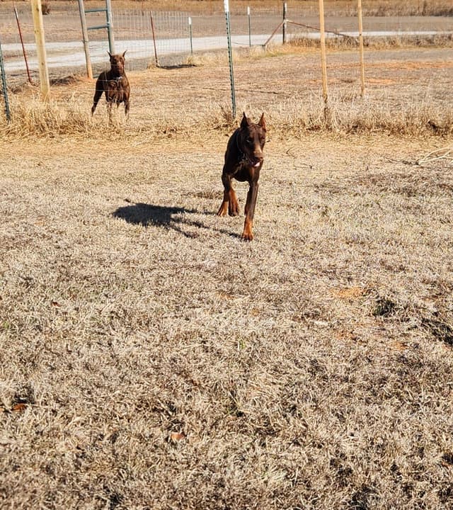 Doberman Pinscher Puppies-European media 6