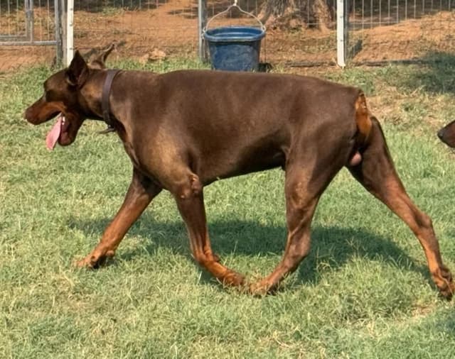Doberman Pinscher Puppies-European media 7