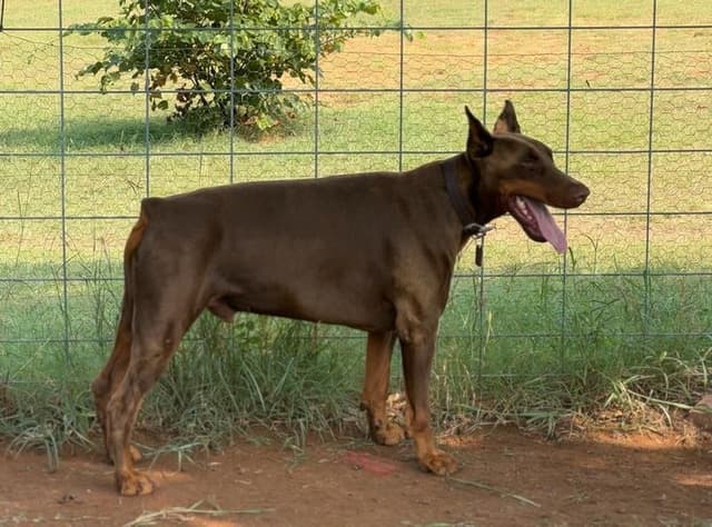 Doberman Pinscher Puppies-European media 9