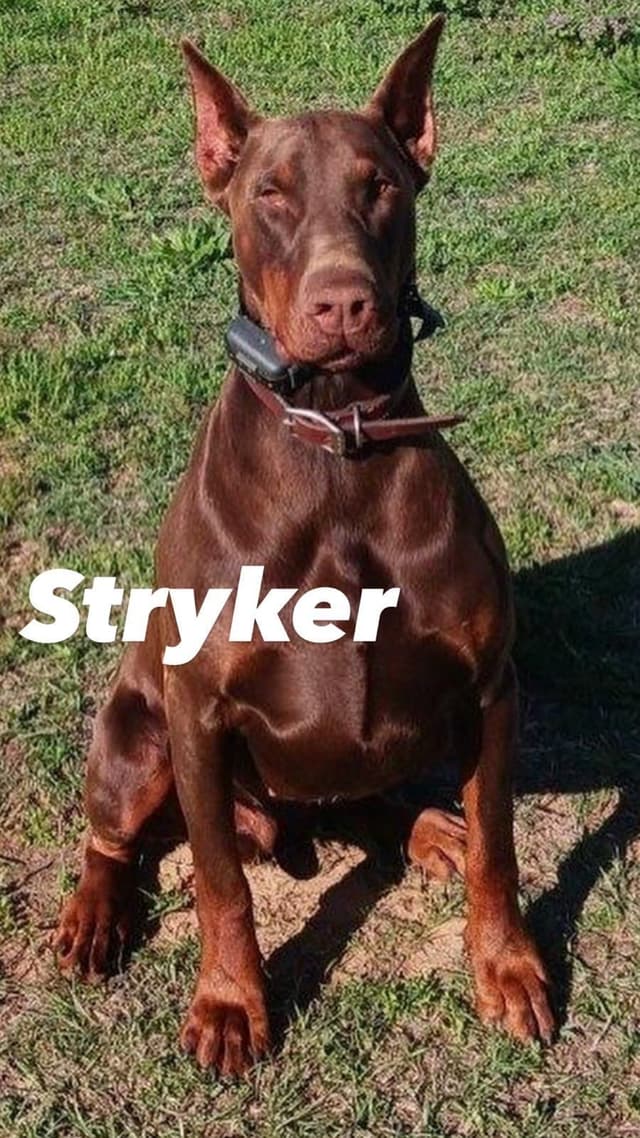 Doberman Pinscher Puppies-European media 10