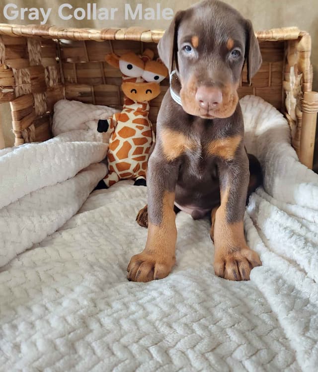 Doberman Pinscher Puppies-European media 11