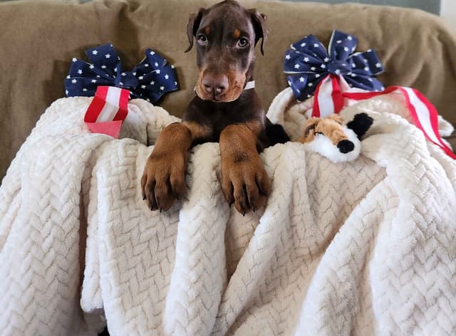 Doberman Pinscher Puppies-European media 12