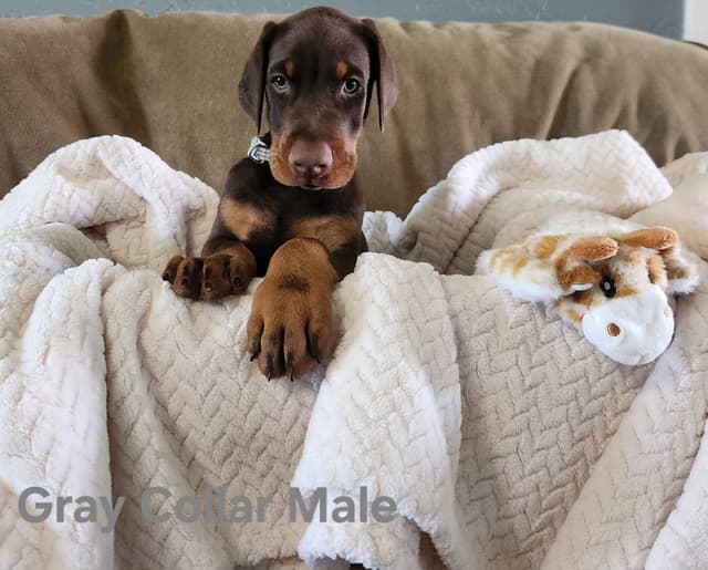 Doberman Pinscher Puppies-European media 13