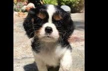 Tri-Color Puppy breeder image 3