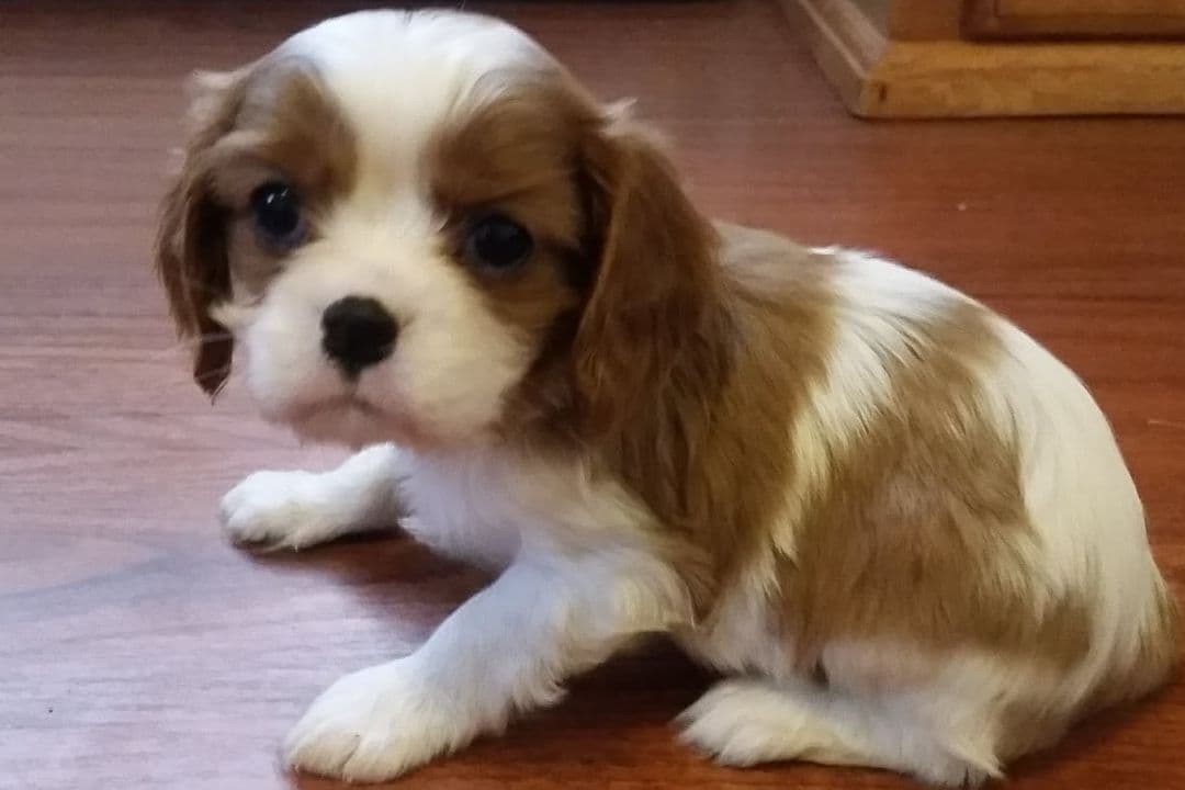 Tri-Color Puppy breeder image 4
