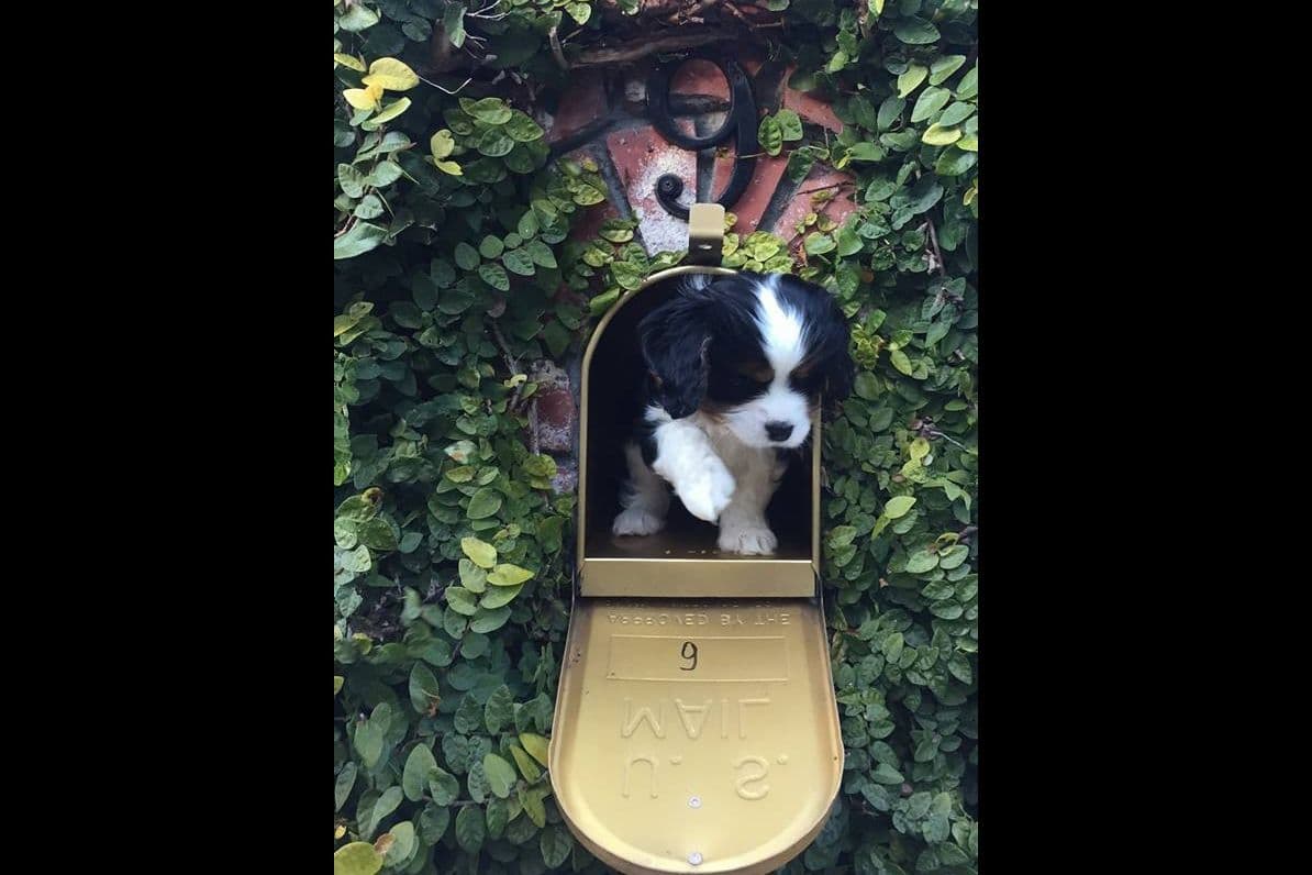 Tri-Color Puppy breeder image 1