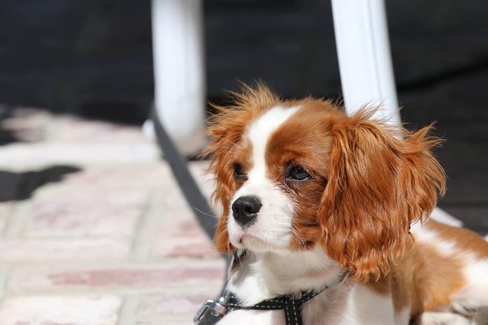 Tri-Color Puppy breeder image 5