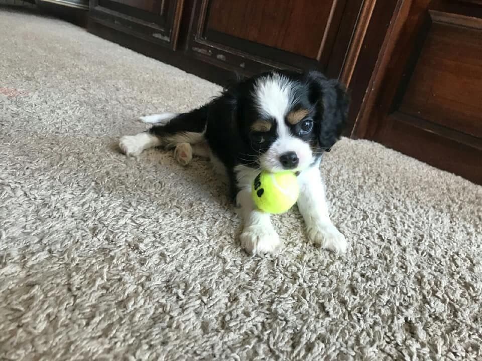Tri-Color Puppy breeder image 6