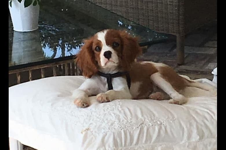 Tri-Color Puppy breeder image 9