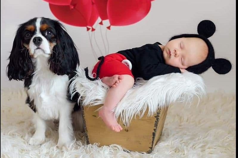 Tri-Color Puppy breeder image 12
