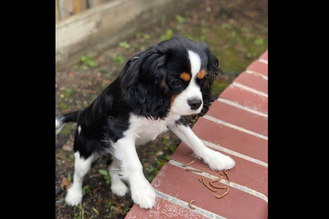 Tri-Color Puppy breeder image 13