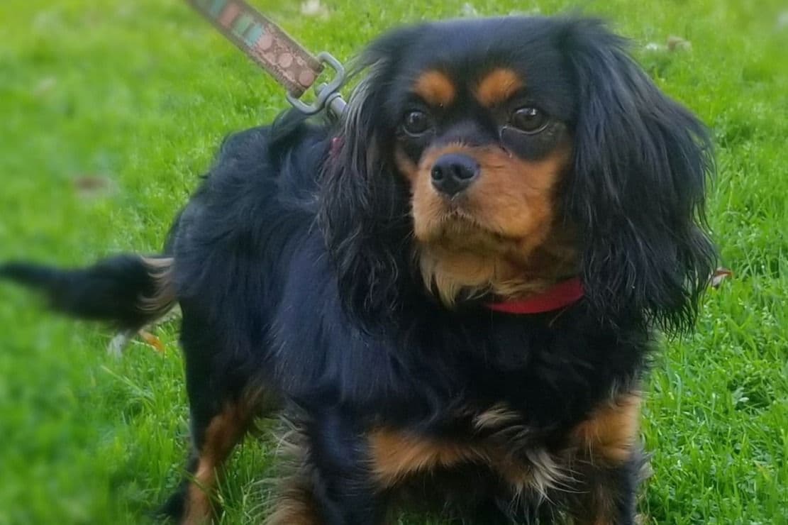 Tri-Color Puppy breeder image 14
