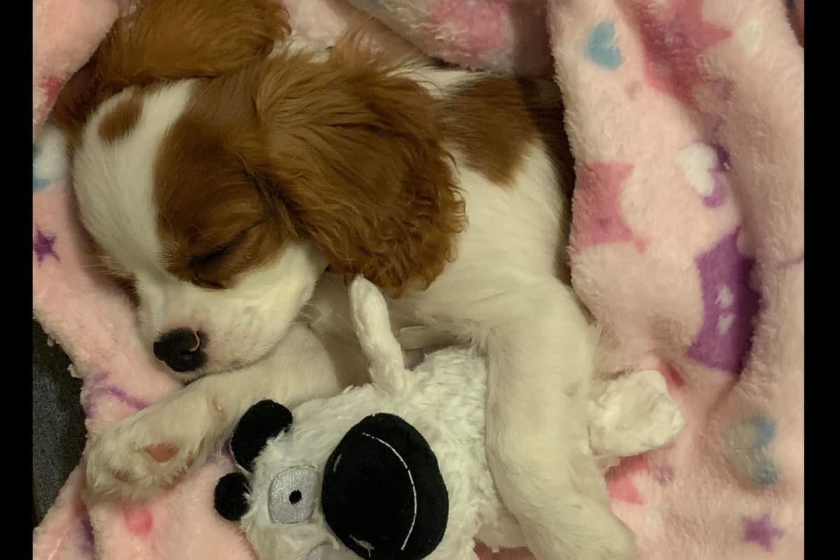 Tri-Color Puppy breeder image 15