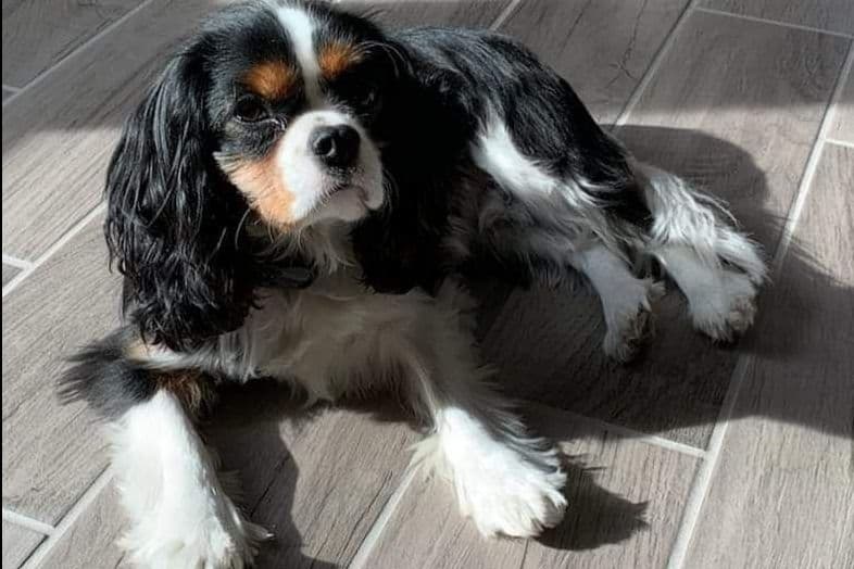 Tri-Color Puppy breeder image 16