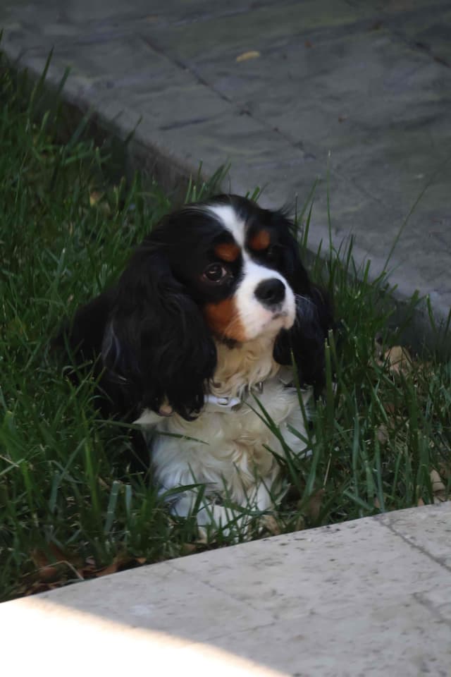 Tri-Color Puppy media 2