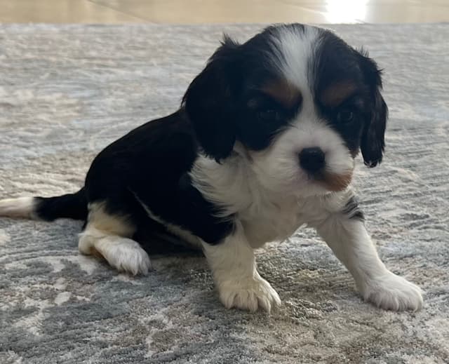 Tri-Color Puppy media 3