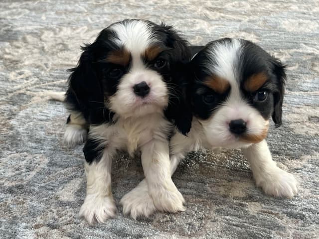 Tri-Color Puppy media 4