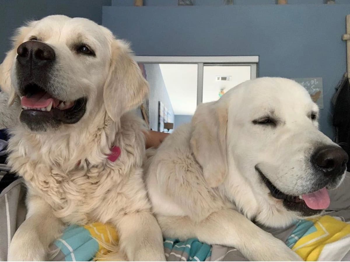 Golden Retriever Puppies breeder image 2