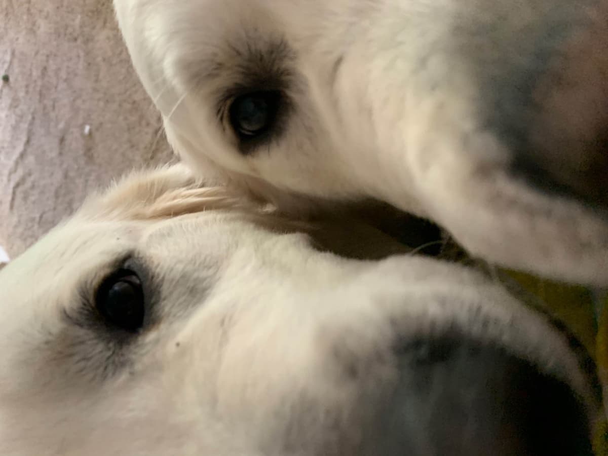 Golden Retriever Puppies breeder image 4