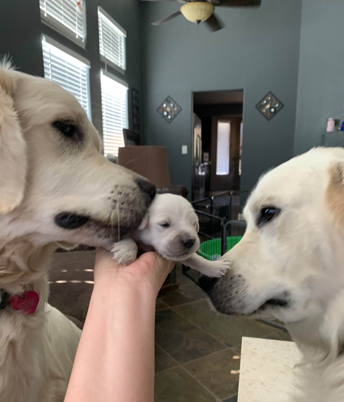 Golden Retriever Puppies breeder image 5