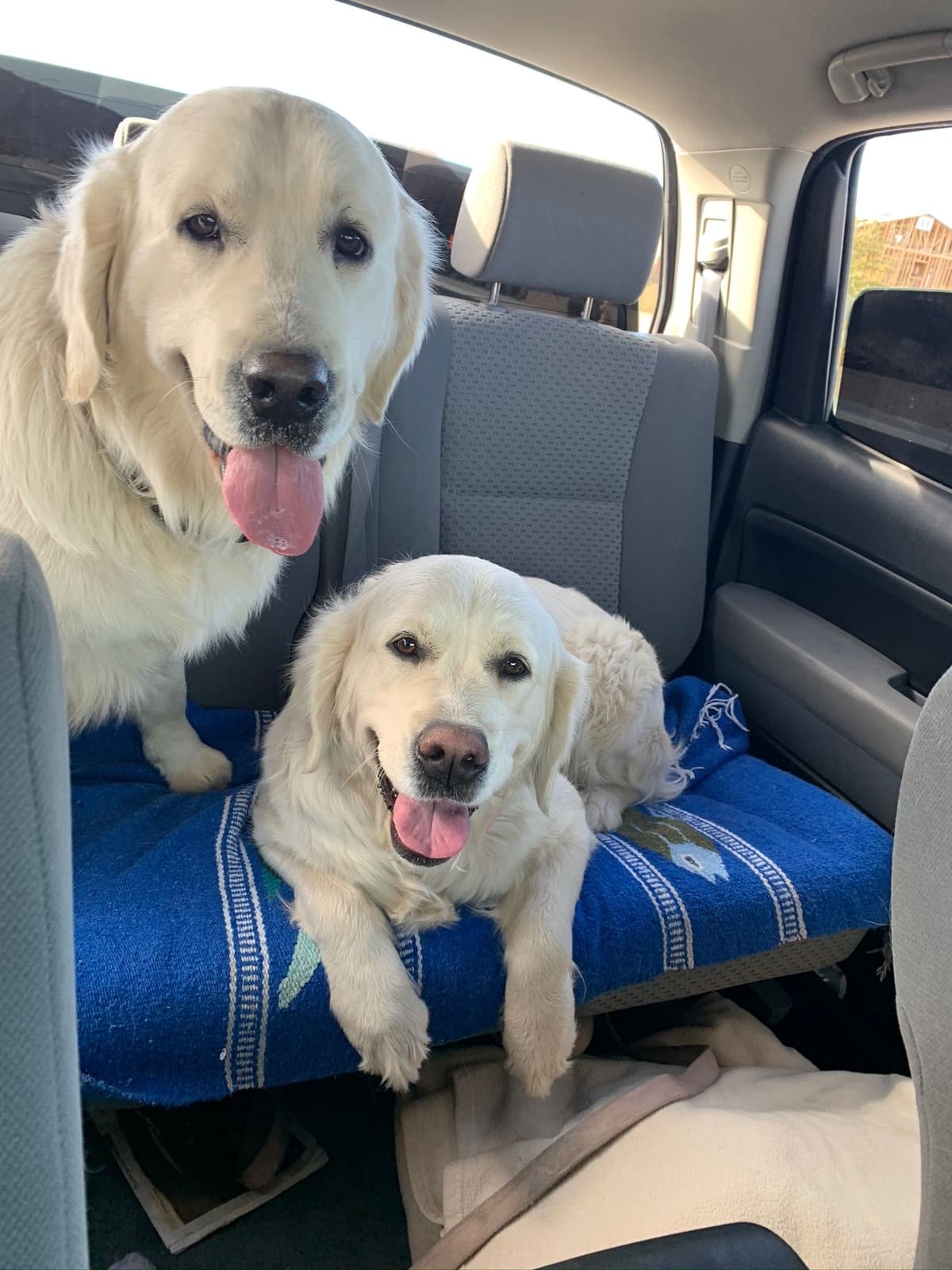Golden Retriever Puppies breeder image 6