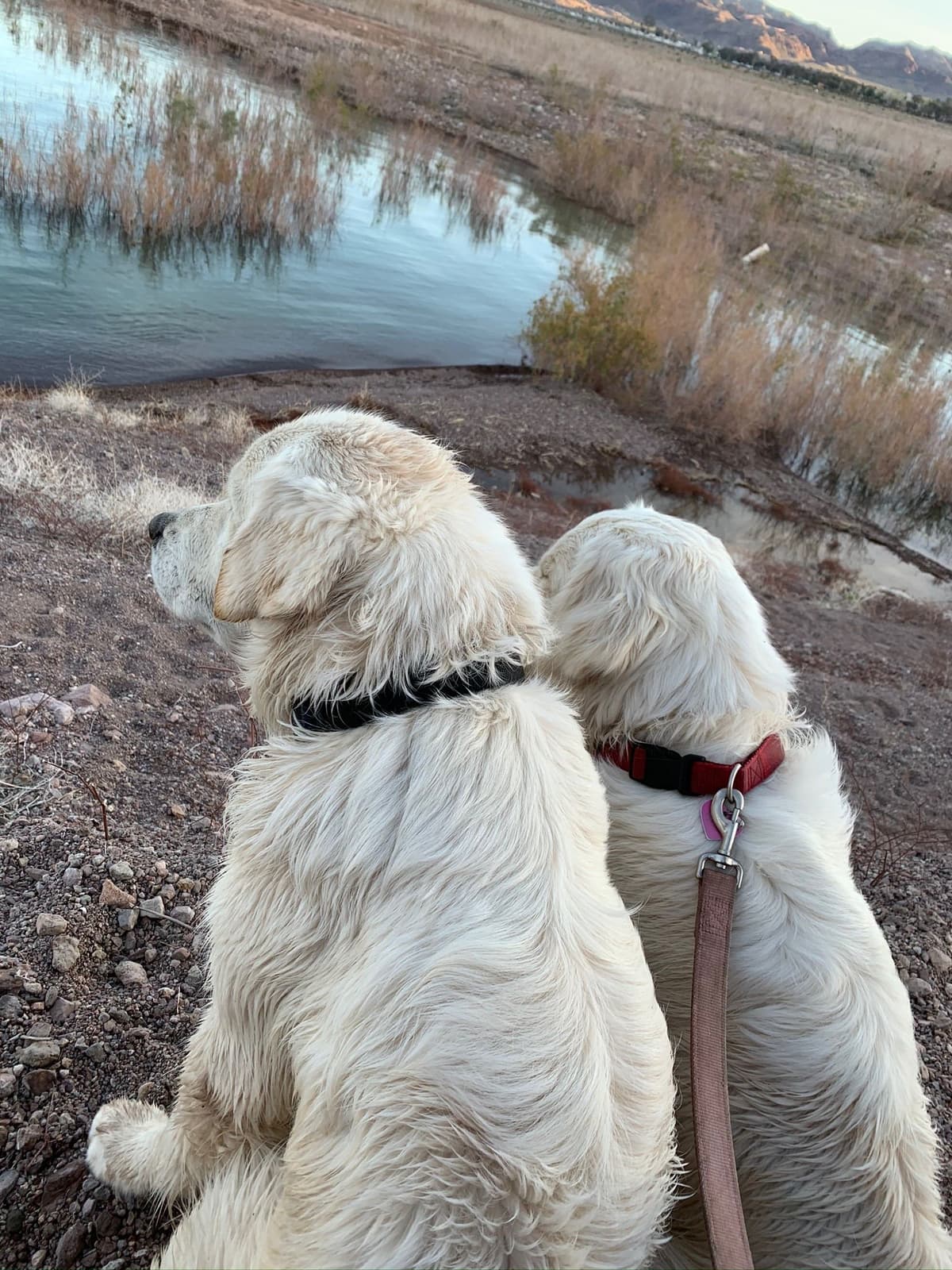 Golden Retriever Puppies breeder image 7